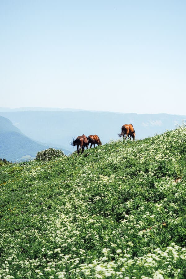 Three horses walk into the distance on the plateau of Khvamli Mountain near Kutaisi.