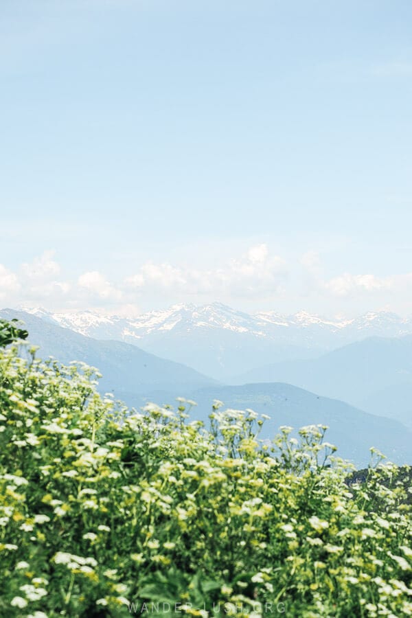 Snowy peaks and white wildflowers on Mount Khvamli in Georgia.