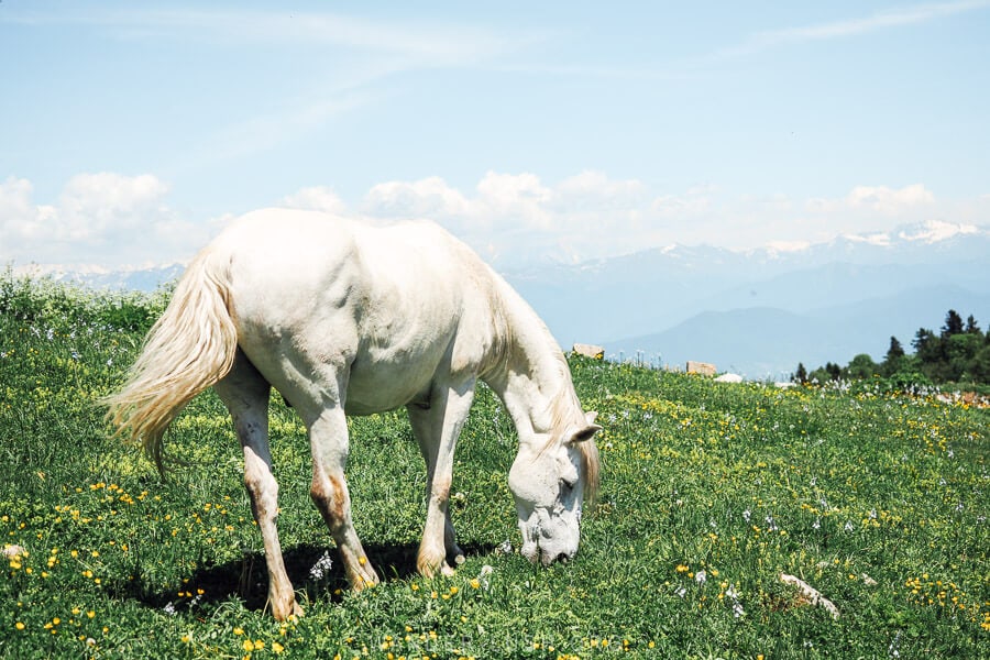 A horse grazing in a wildflower meadow on the Khvamli Mountain hiking trail.