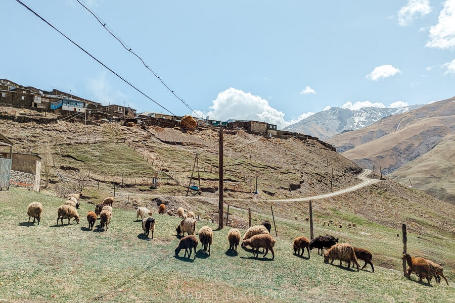 A heard of brown sheep grazing in front of the village in Khinaliq, Azerbaijan.