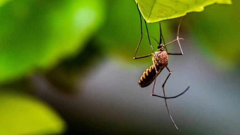 Dengue Fever in Central America Guide | centralamerica.com