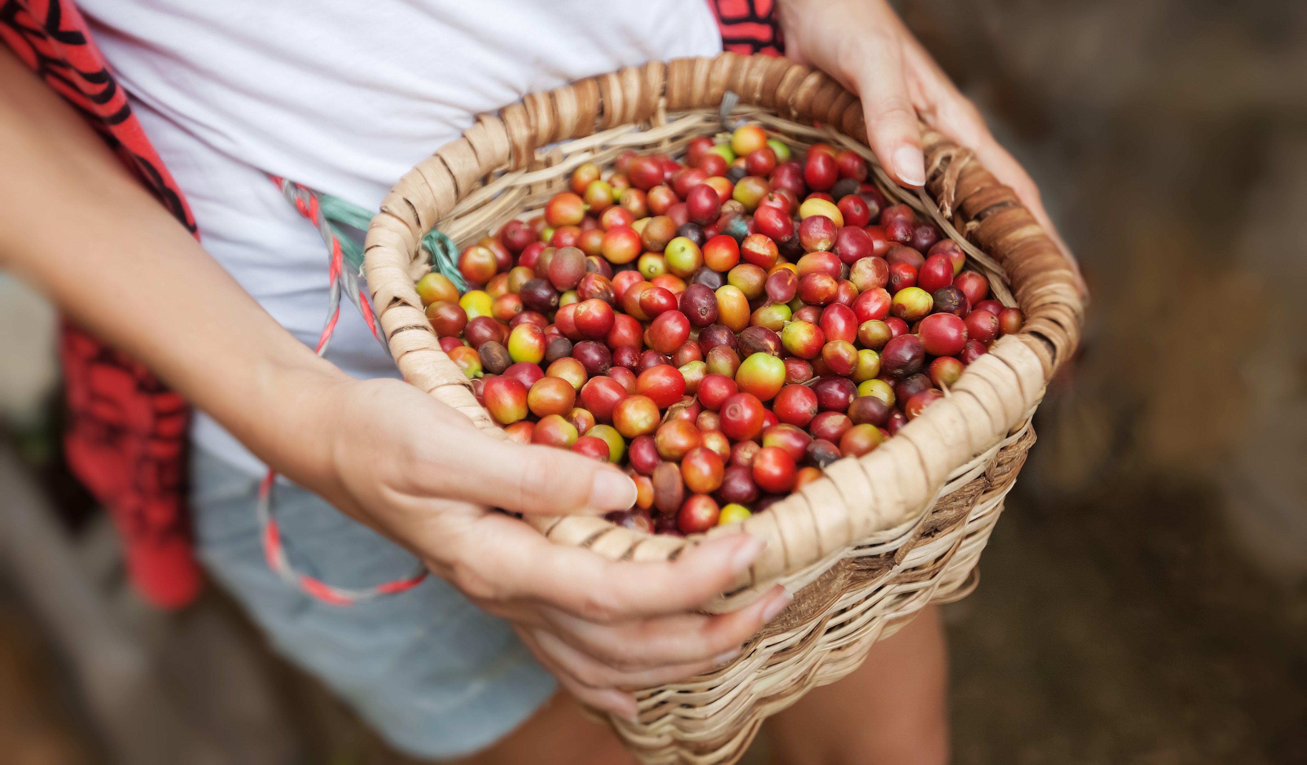 Ripe coffee beans from the plantations in Colombia’s Coffee Triangle