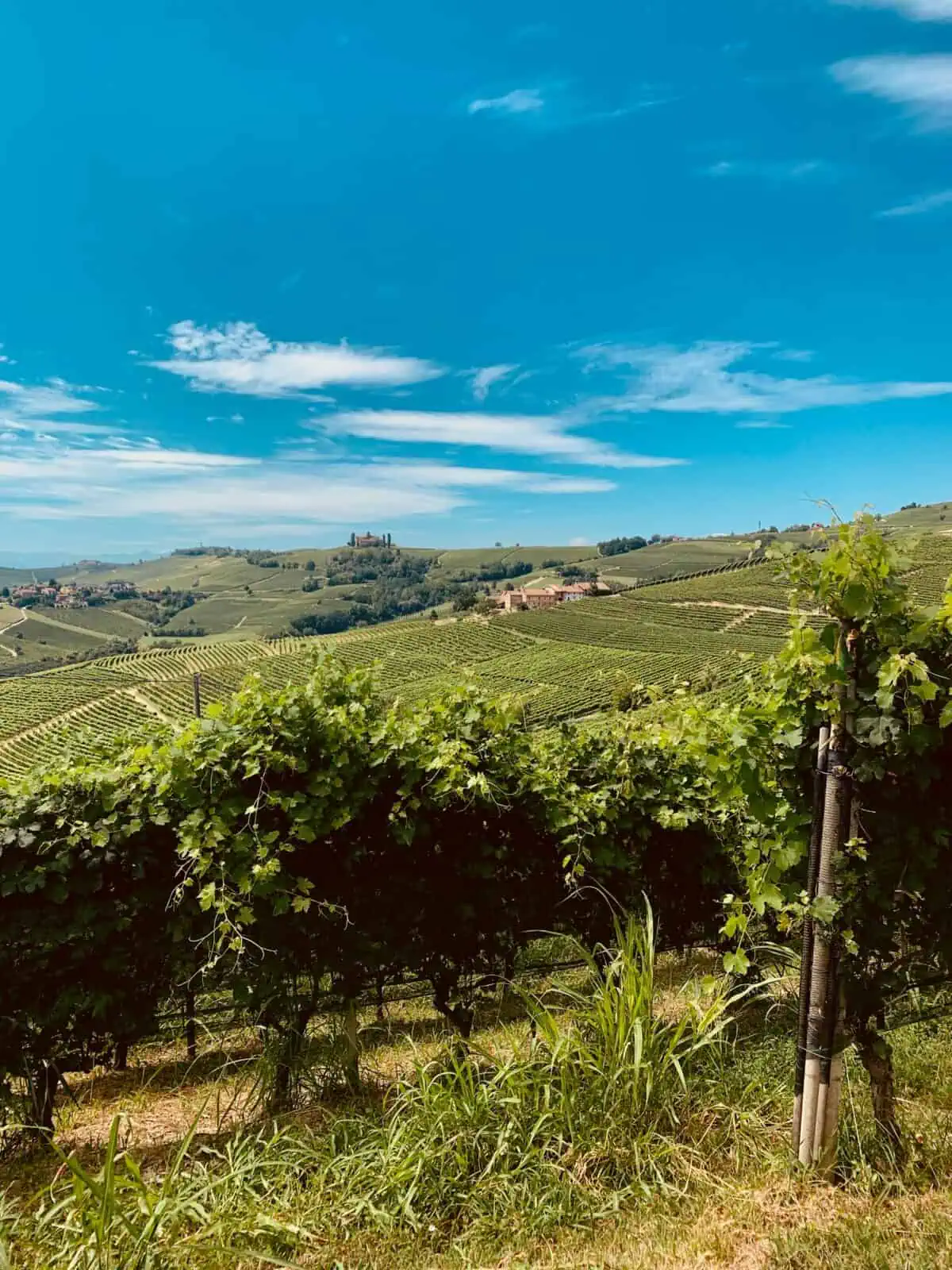 Vineyard Landscape of Piedmont- Langhe-Roero and Monferrato