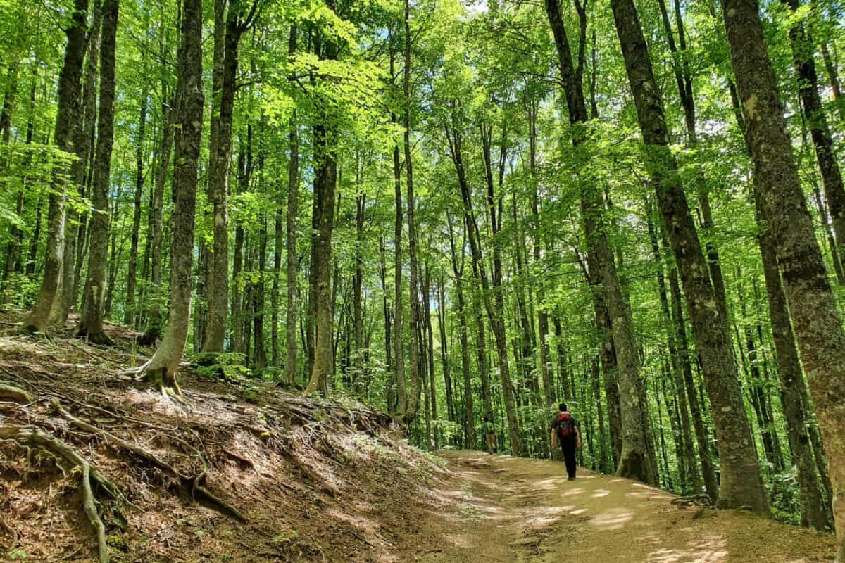 Florence beech forest