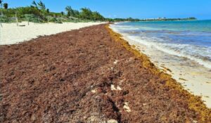 Playa Del Carmen Sees 1,000 Fewer Tons Of Seaweed But Forecast Is Not Optimistic