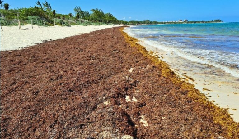 Playa Del Carmen Sees 1,000 Fewer Tons Of Seaweed But Forecast Is Not Optimistic