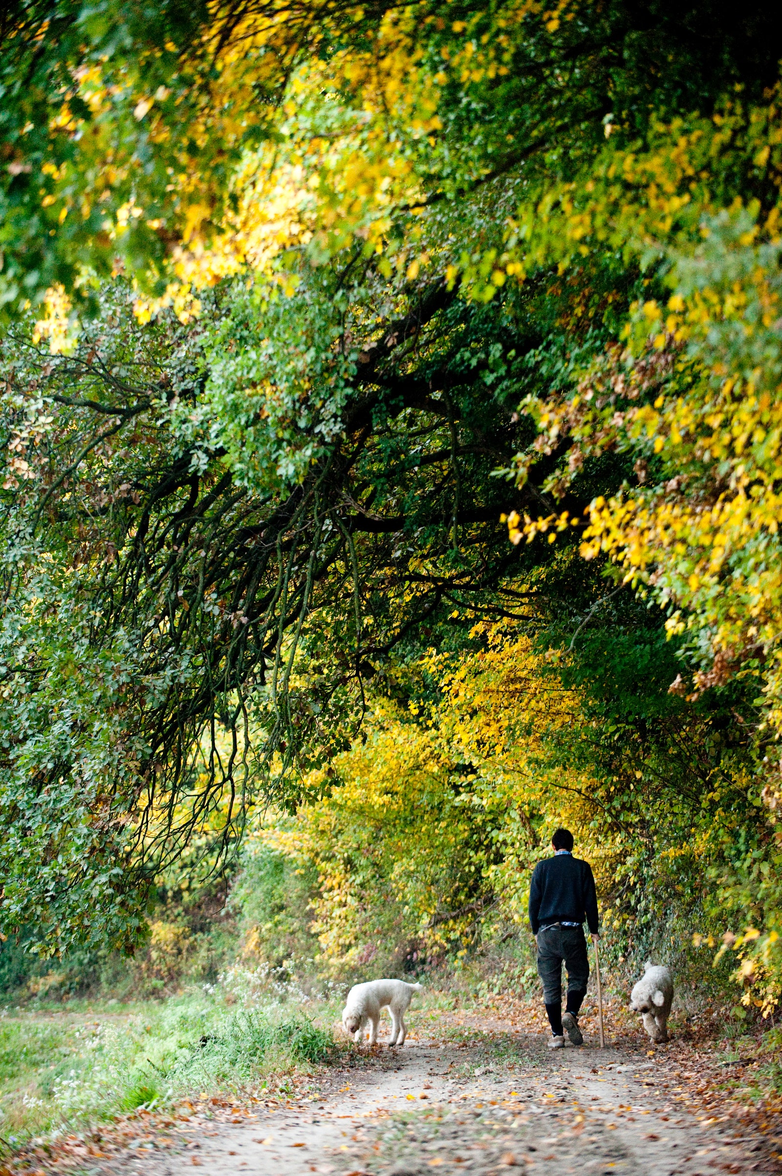 In the forests surrounding the village of Barolo in Le Langhe district of Piedmont in northern Italy Carlo Marenda and...