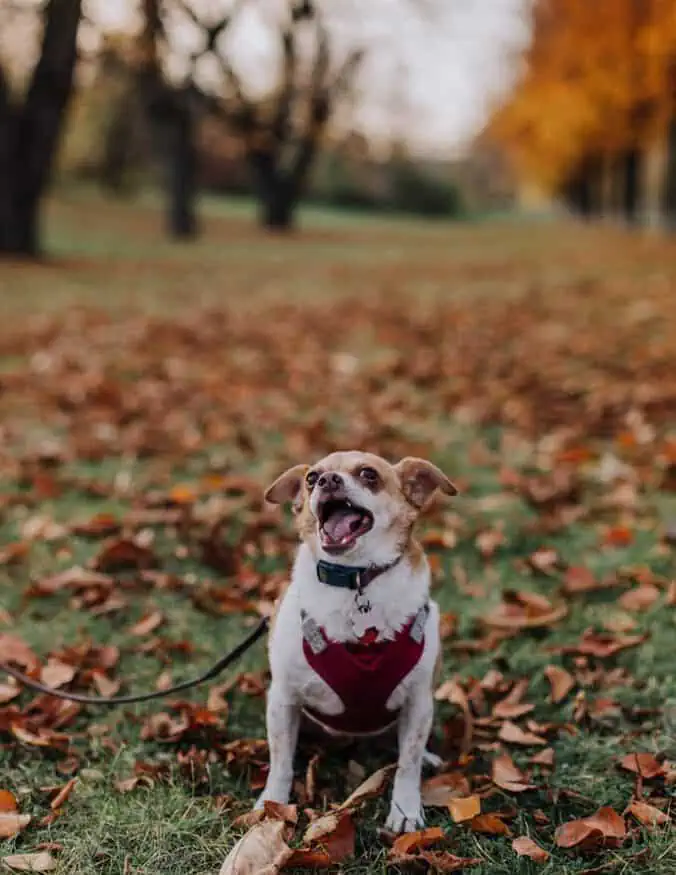 Ellie at Vysehrad