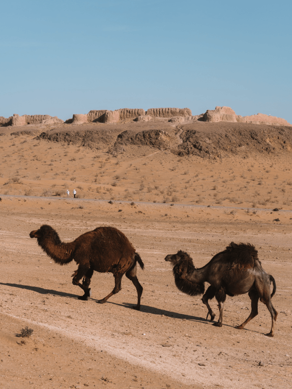 Khorezm Fortresses