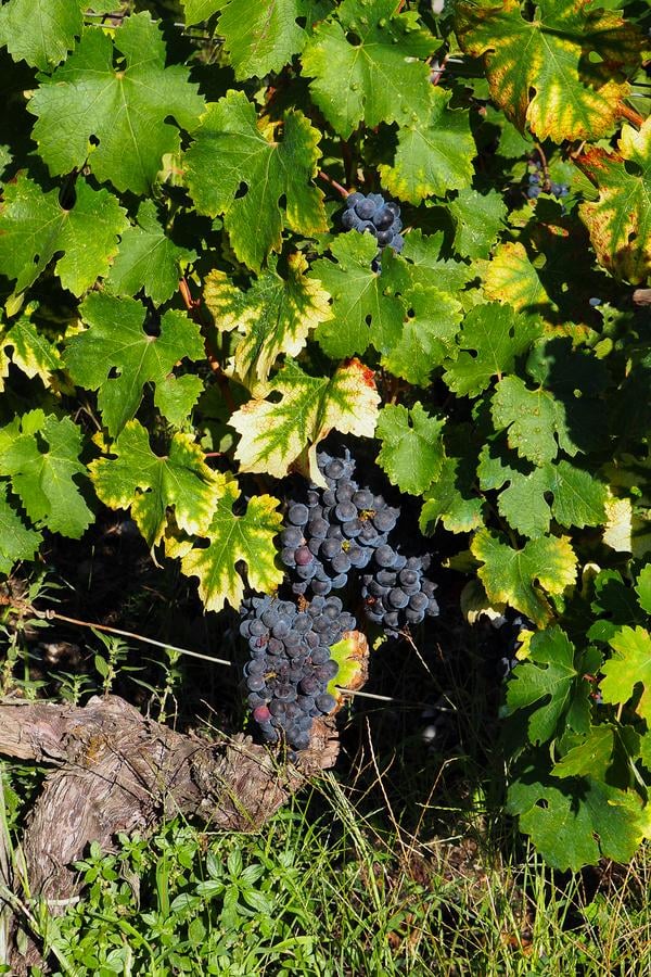 Red grapes in Bordeaux vineyard, France, perfect for wine lovers and travel enthusiasts