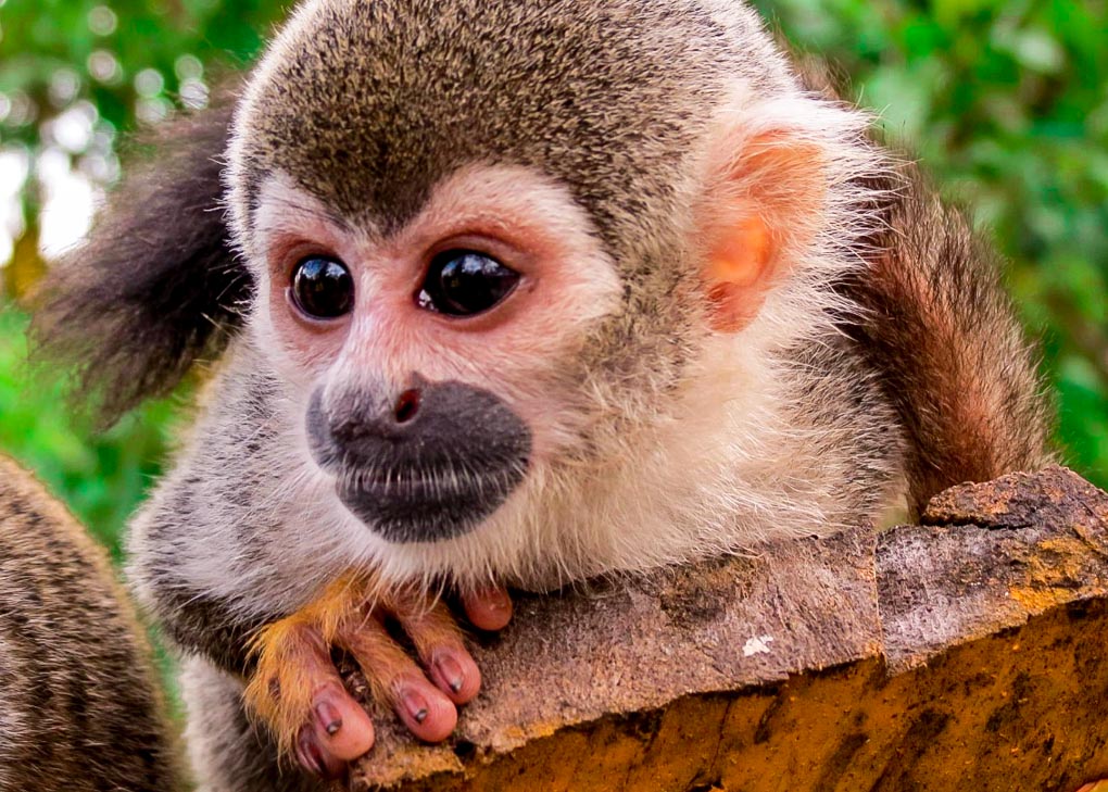 A monkey on Isla de Los Micos, Leticia, Colombia