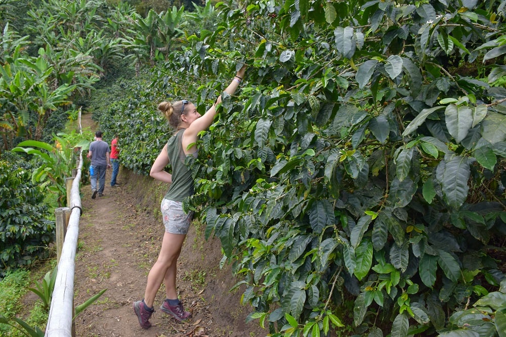 picking coffe beans in salento colombia travel blog