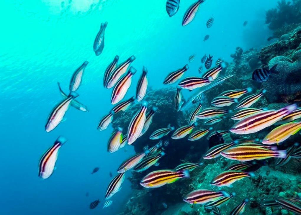 Some fish on a scuba dive in Santa Marta, Colombia