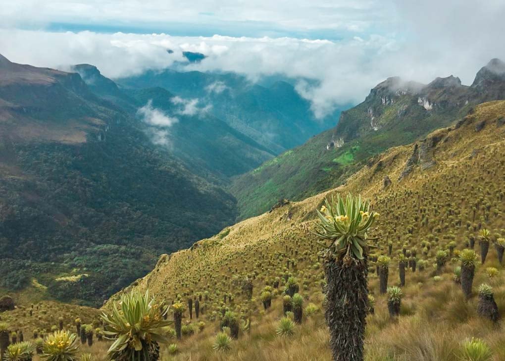 A view on theParamillo del Quindio Summit