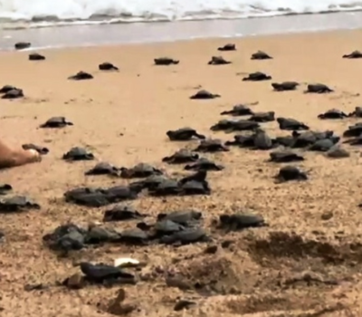 baby turtles puerto vallarta