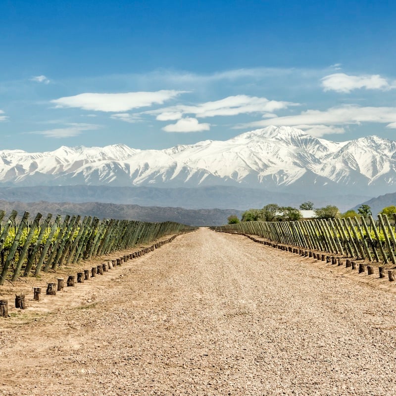 Lujan de Cuyo´s vineyards in the Mendoza wine region, Argentina