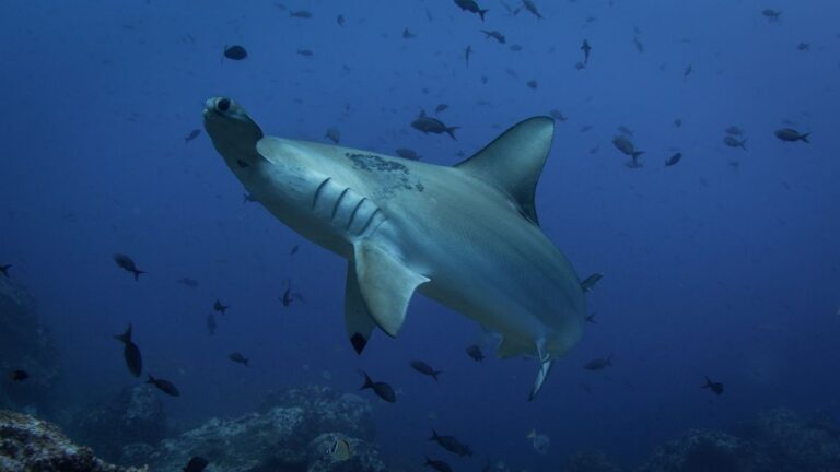 Best Scuba Diving in Costa Rica | centralamerica.com