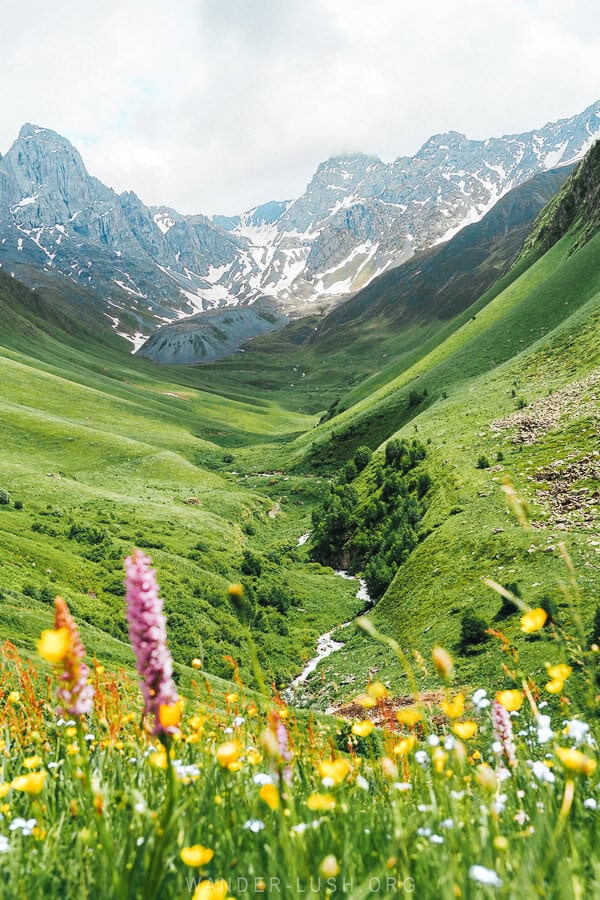 Pink and yellow wildflowers in the Juta River valley.