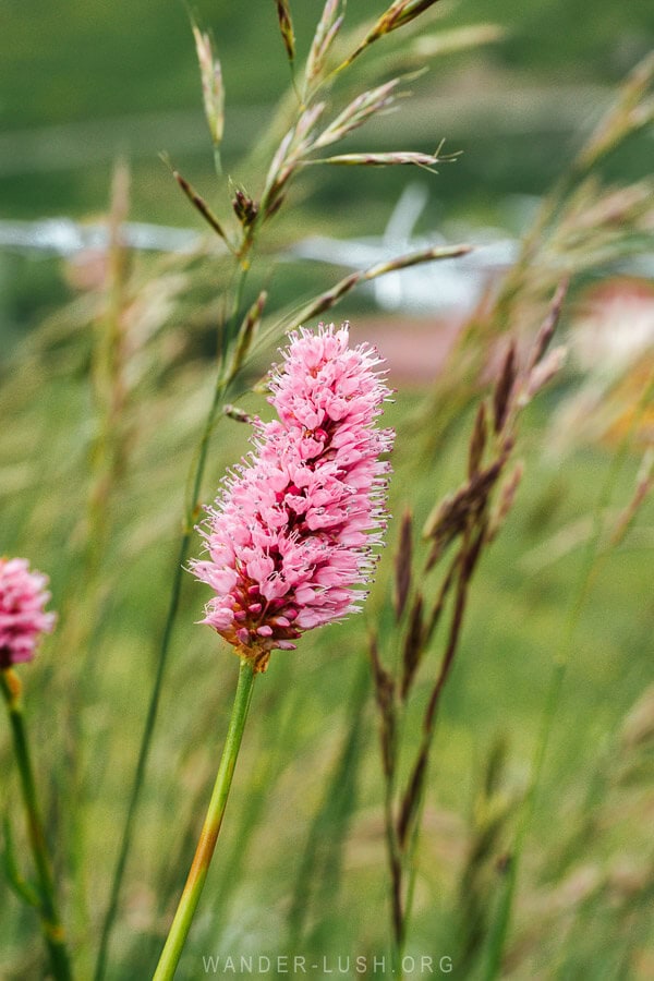 Details of a pink wildflower growing in the Greater Caucasus mountains.