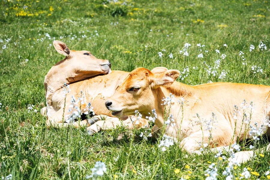 Two calves lying in a bed of purple wildflowers in Juta, Georgia.