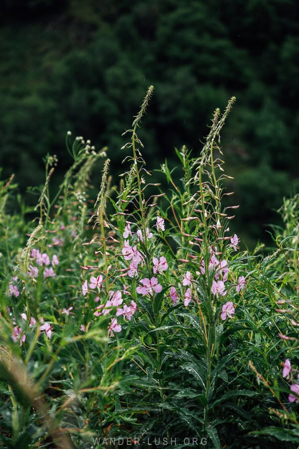 Purple wildflowers.