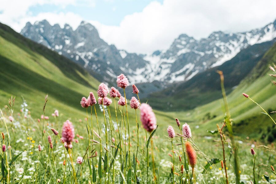 Wildflowers in the Juta Valley, Georgia.