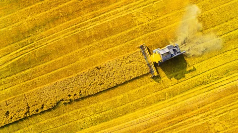 Abadonian/Getty Images Biofuels offer a solution, but we may not have enough land to spare (Credit: Abadonian/Getty Images)