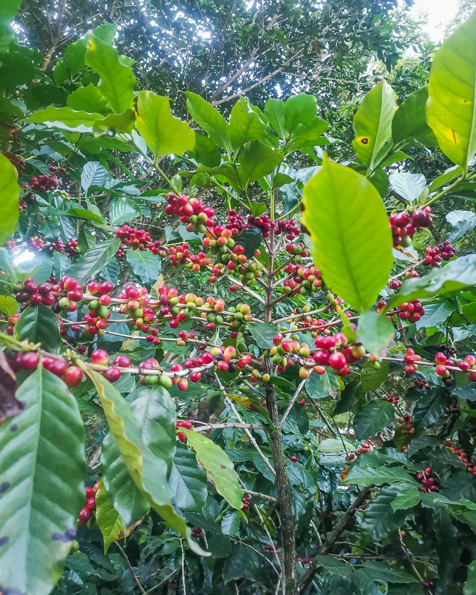 Coffee fruit in Colombia