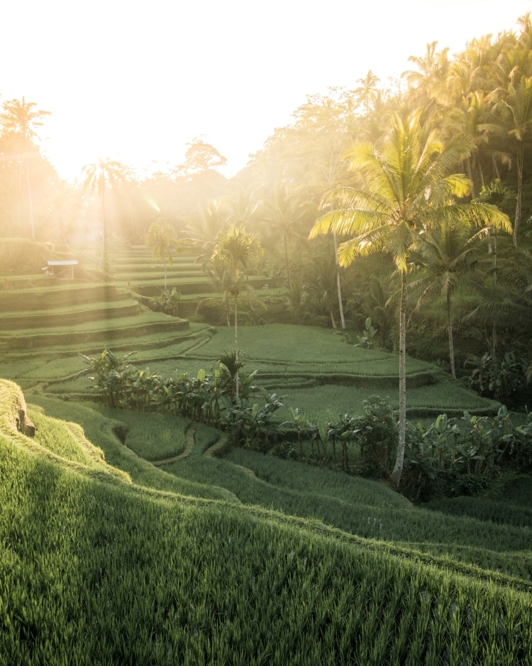 Rice Terraces in Bali