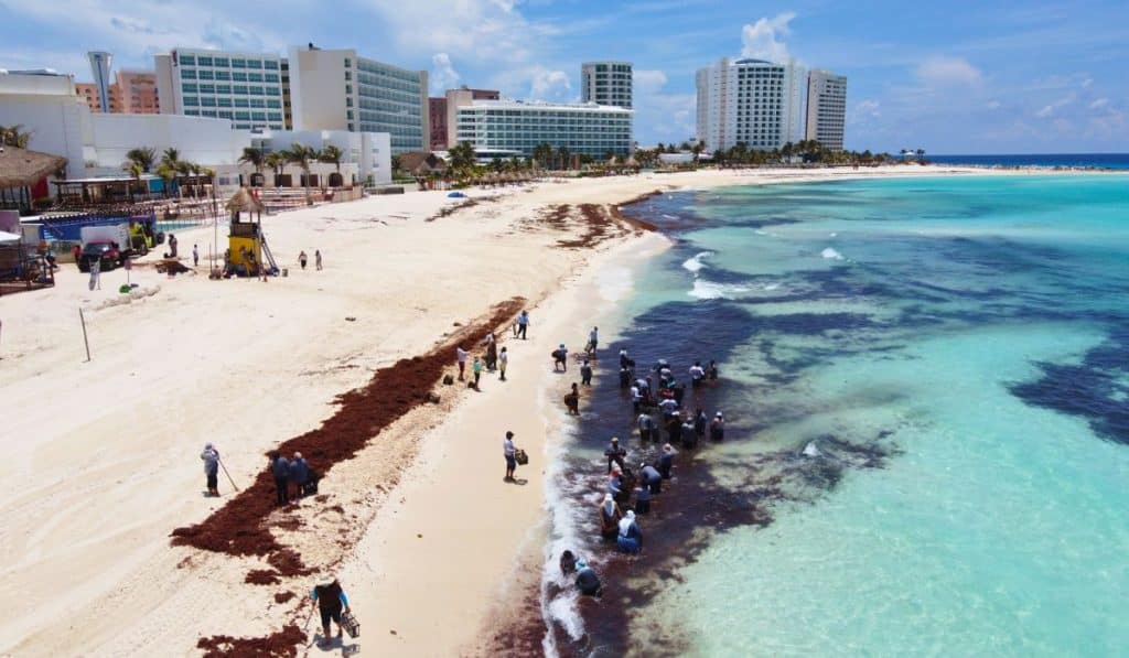 Cancun To Host Summit For Exploring Sargassum's Economic Opportunities