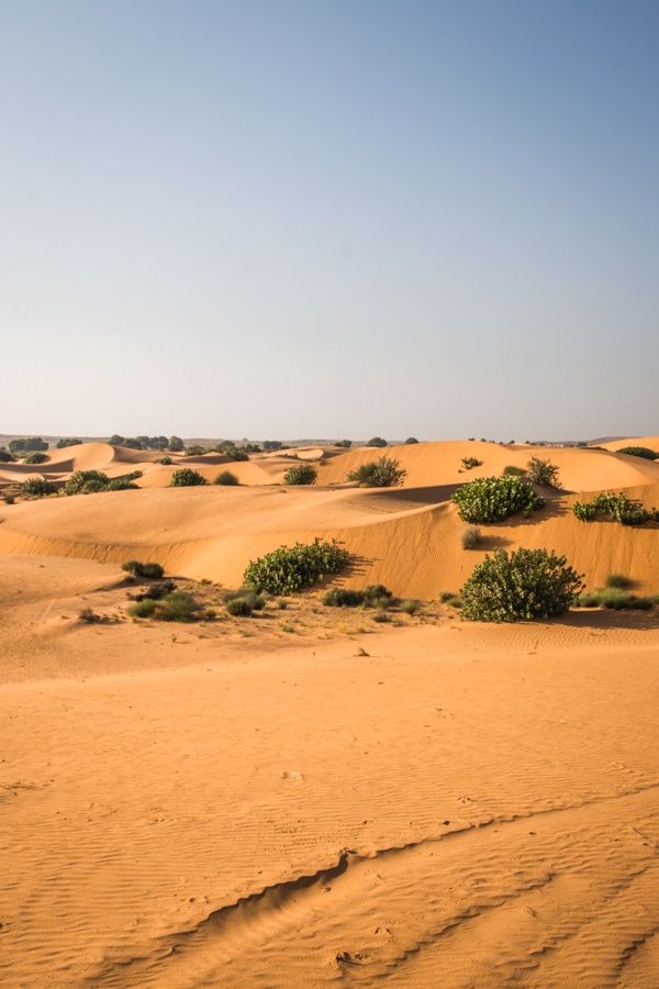 A desert landscape near Jaisalmer in India.