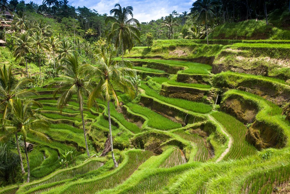 Green rice fields on Bali island Indonesia