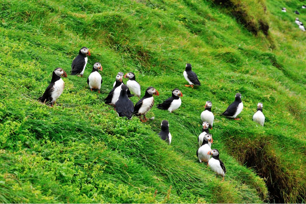 puffins on green hillside on Westmand Island Iceland