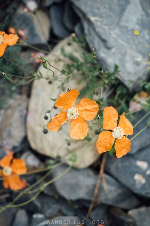 Orange wildflowers.