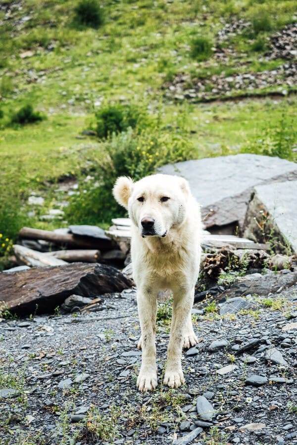 A shepherd dog standing on a path in Khevsureti.