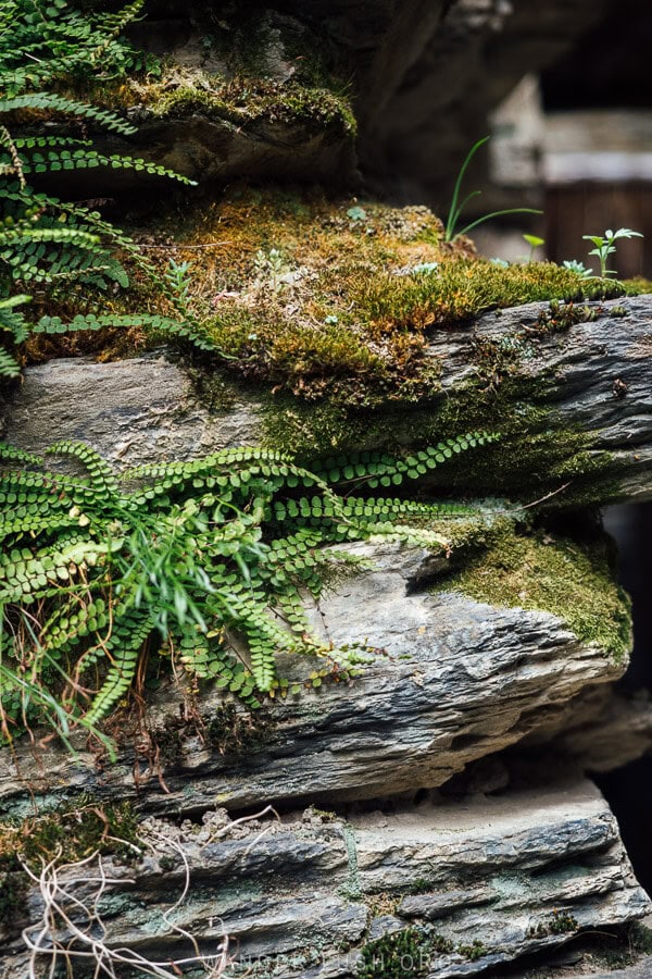 Stones with moss and greenery growing from them.