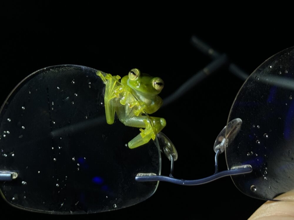 A frog clinging on the traveler's glasses frame.