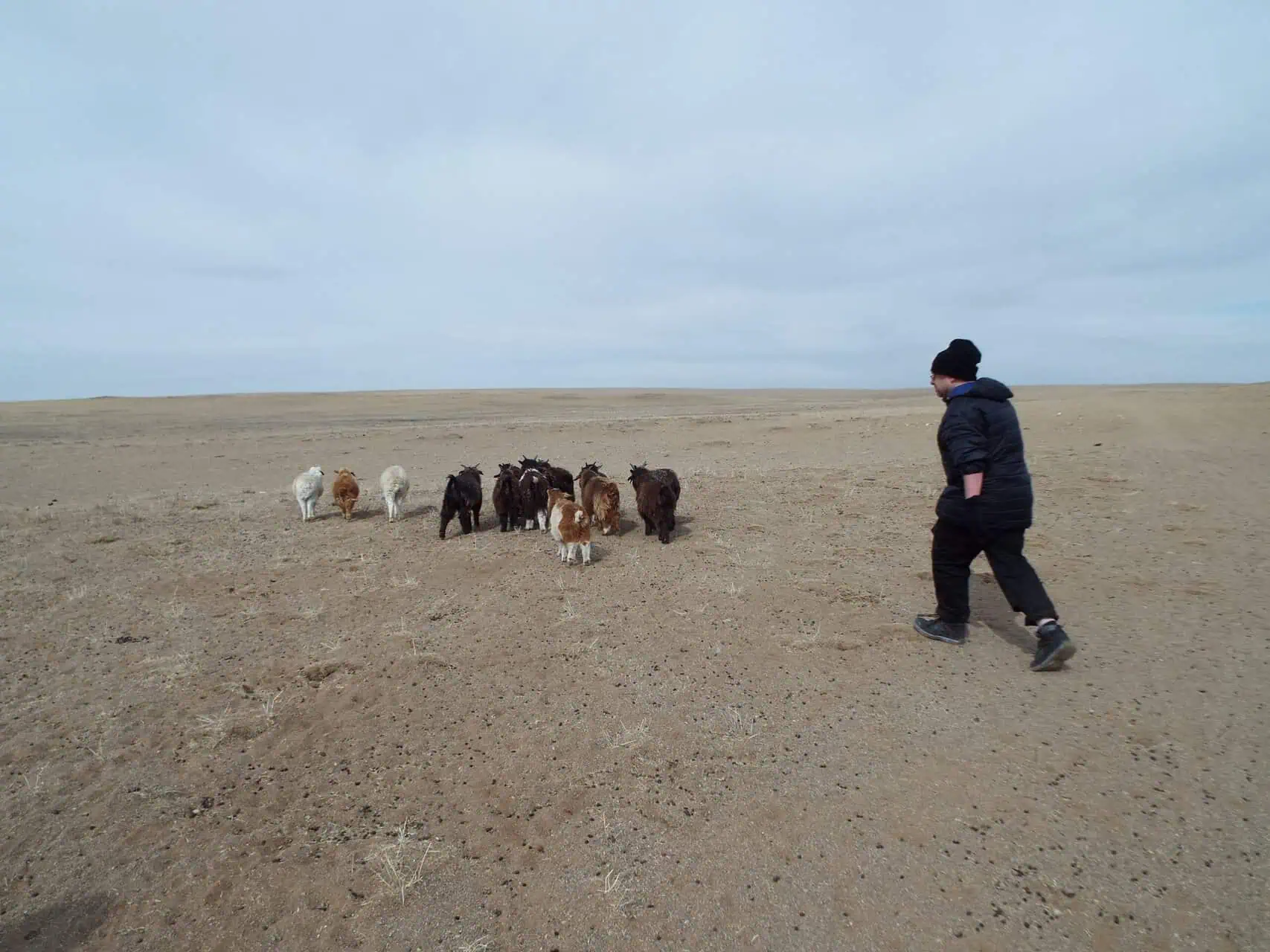 Colin herding sheep in the Mongolian Gobi Desert, Very Tasty World