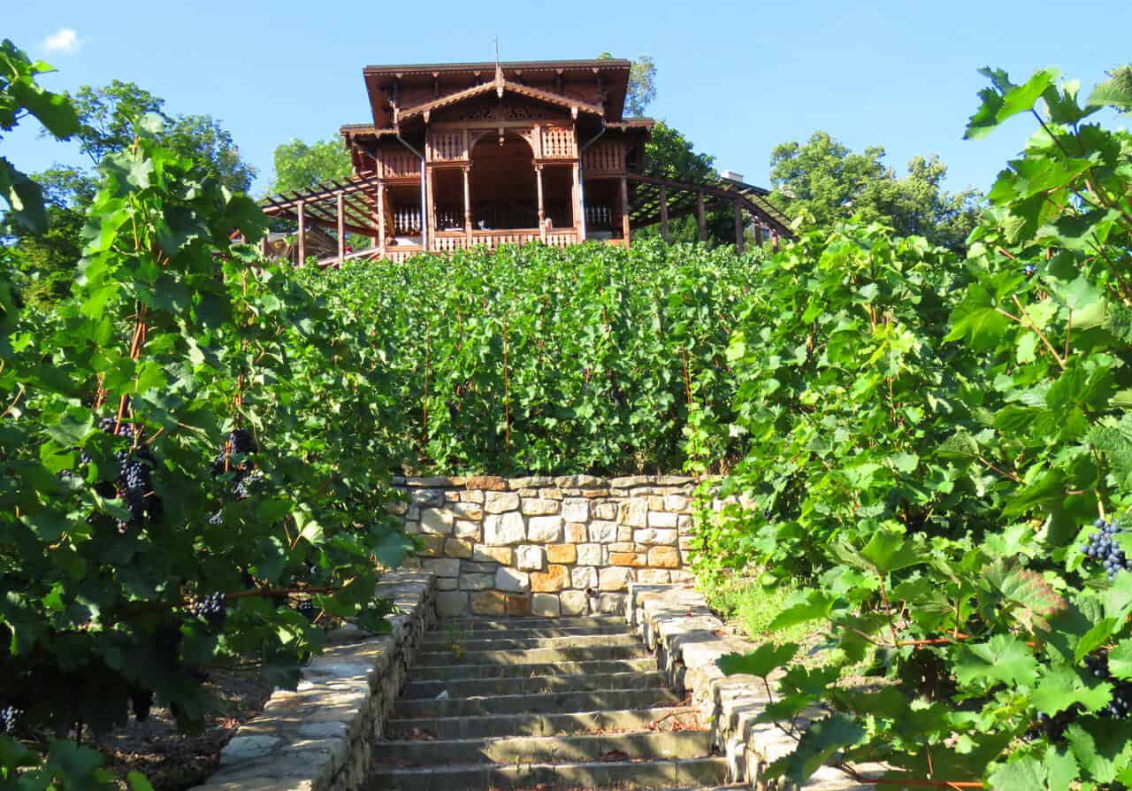 Vineyard in the middle of Prague