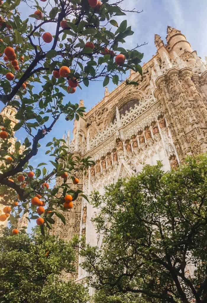 Exterior of the Cathedral in Seville, Spain with an orange tree in front