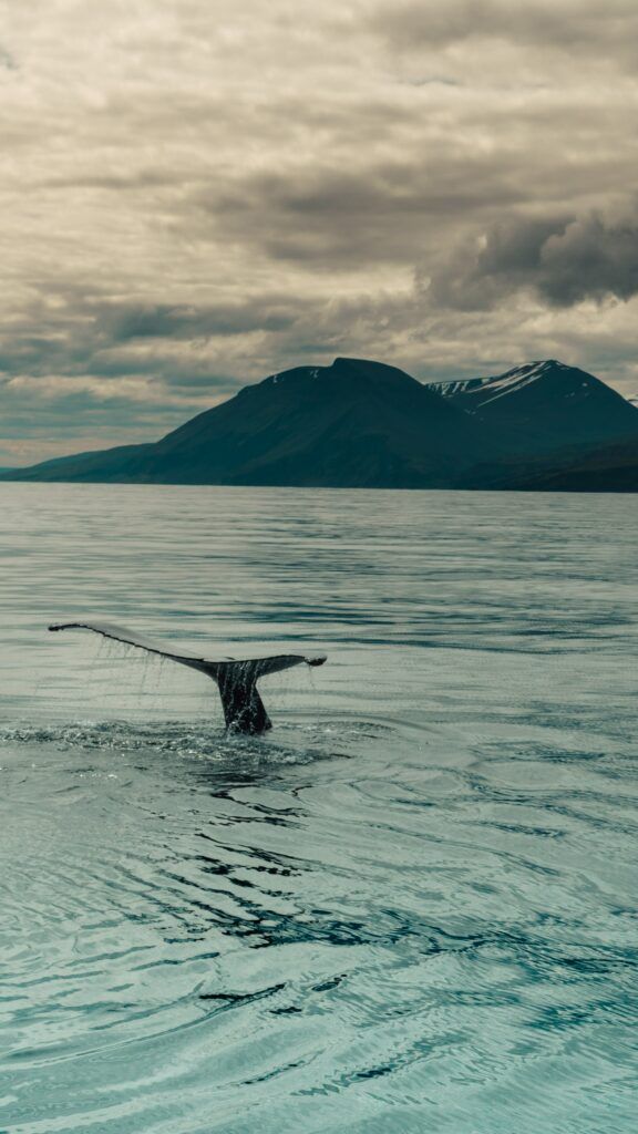 Whale watching in Húsavík