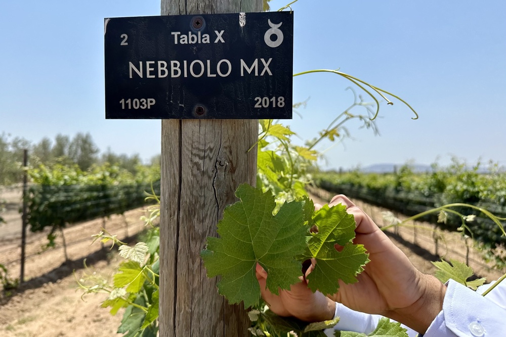 Mexican and Italian Nebbiolo leaves in Mexico.