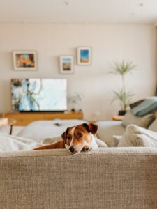 How to Travel Cheaply with International House & Pet Sitting