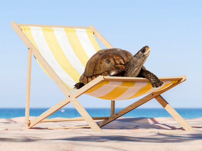 A turtle on a beach chair