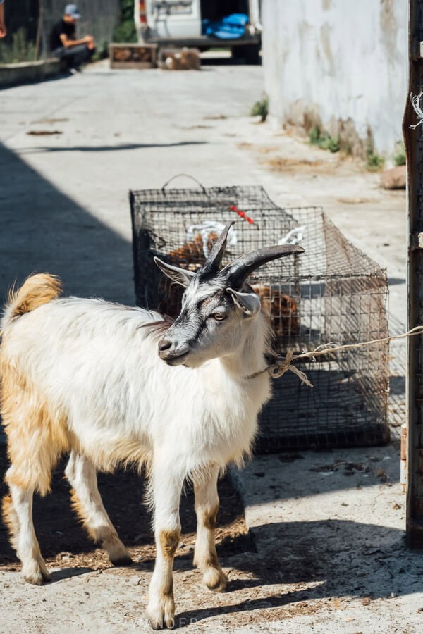 A goat for sale at the Chokhatauri Sunday Market in Guria.