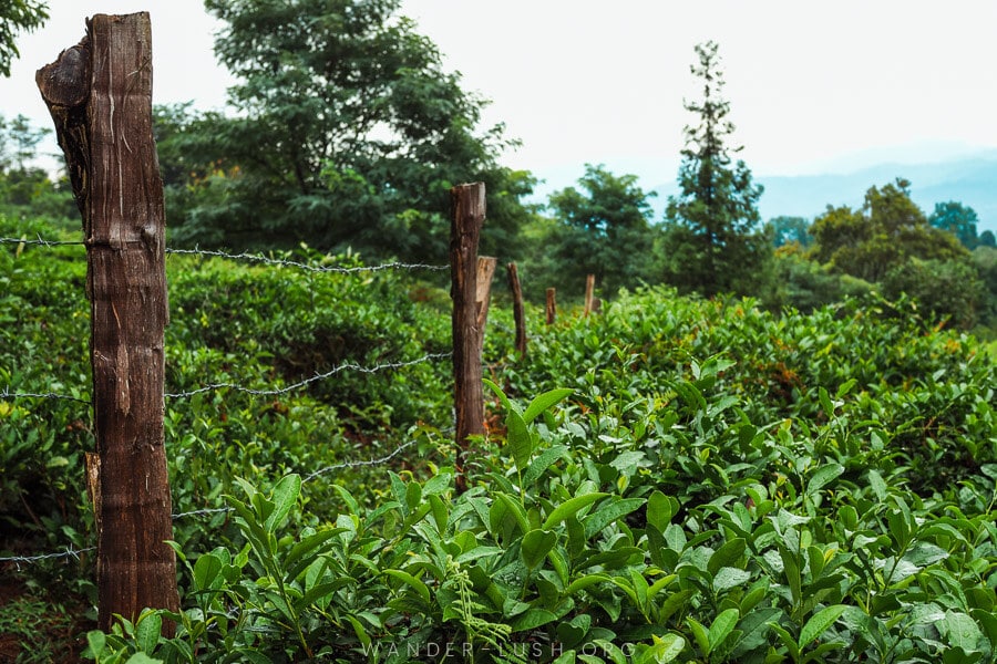 Fields of tea leaves in Anasueli, Guria.