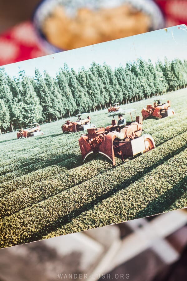 A photo of Soviet era tea plantations in Georgia.