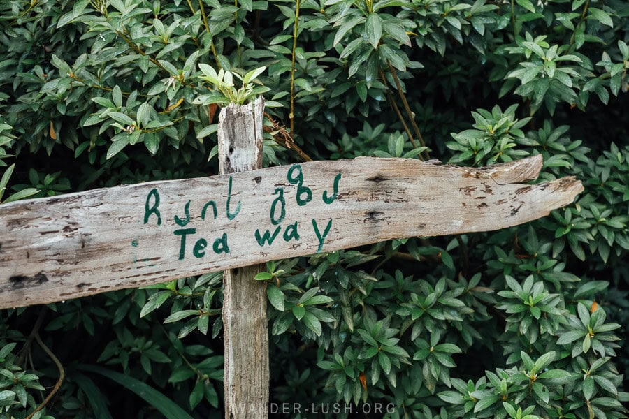 A wooden sign reads Tea Way, pointing towards the tea route in Guria, Georgia.