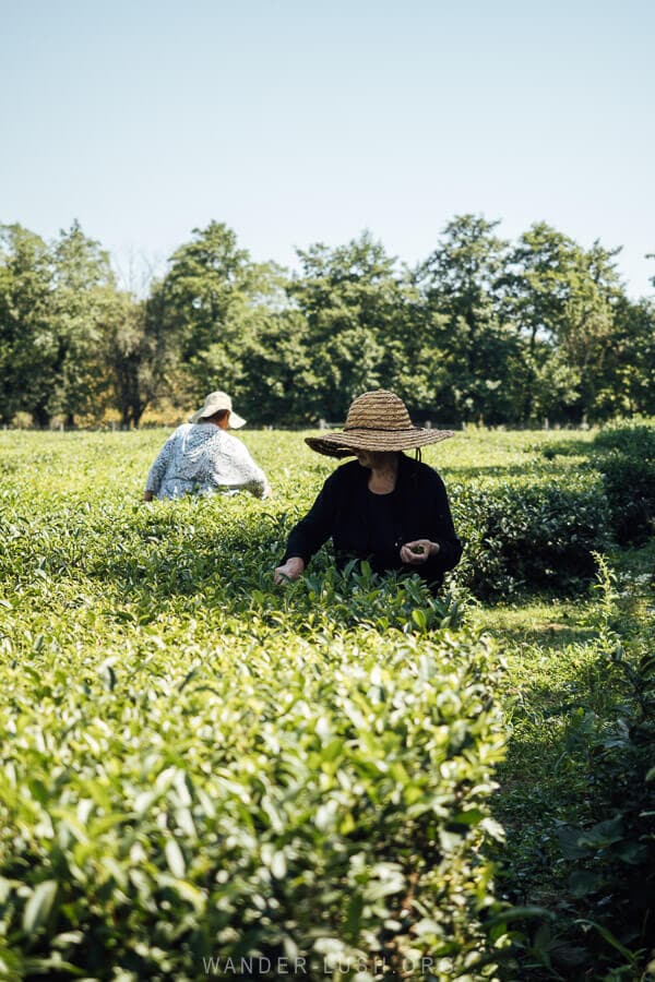 Women in woven hats picking tea from lush fields in Guria, Georgia.