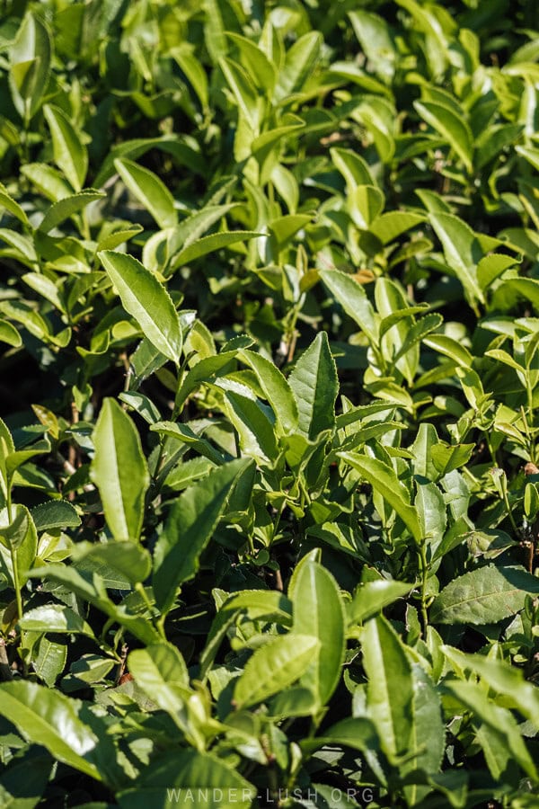 Close up of Georgian tea bushes in the Guria region.